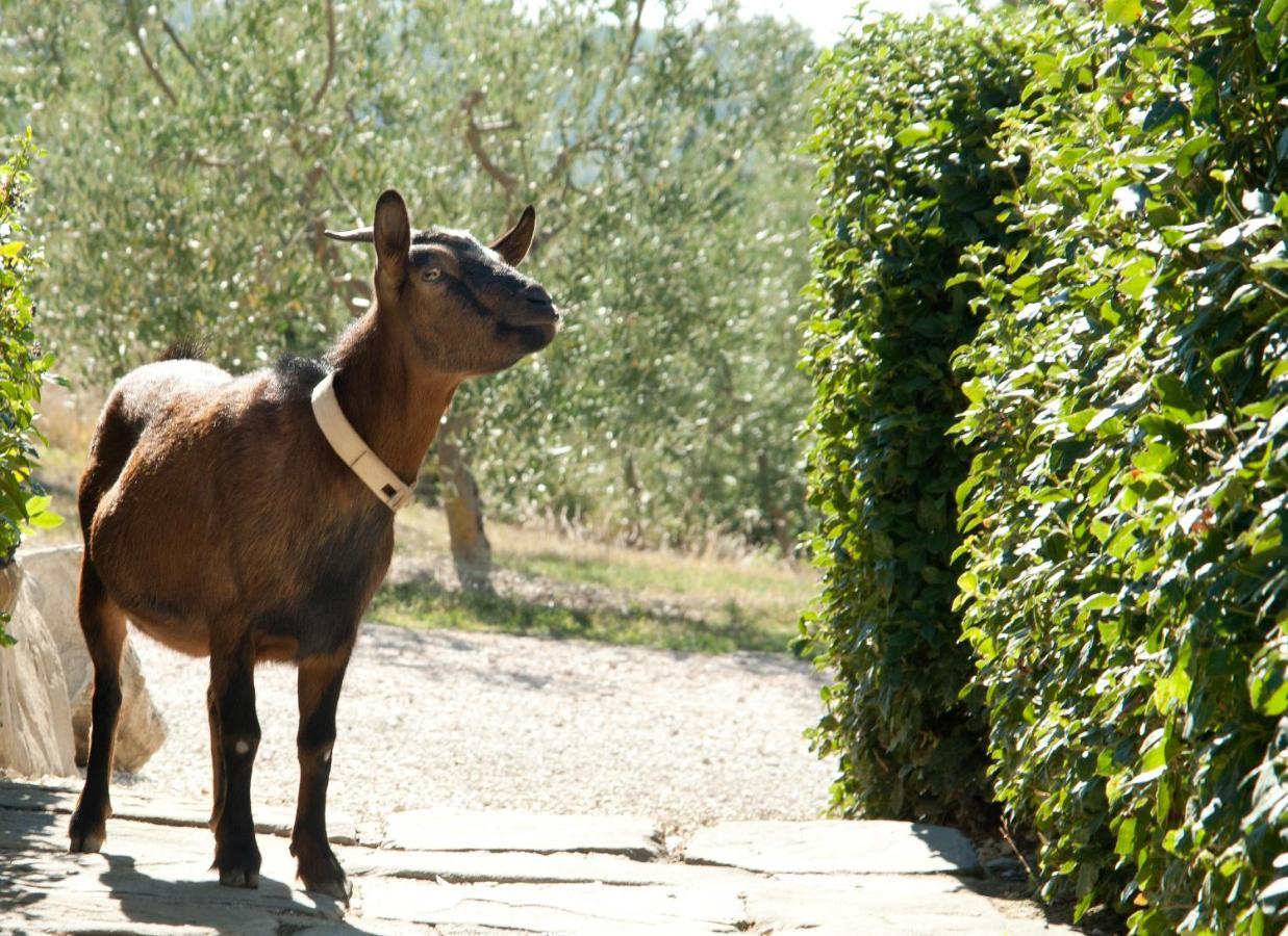 Tenuta Di Forte Sorgnano Gualdo Cattaneo Zewnętrze zdjęcie
